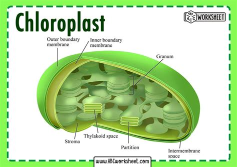 Famous Chloroplast Structure Diagram Ideas - Bigmantova