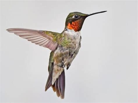 Ruby Throated Hummingbird Baby