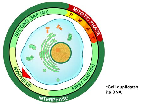 S Phase (Interphase) — Overview & Diagrams - Expii