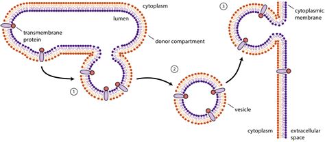 Secretory Vesicles Diagram