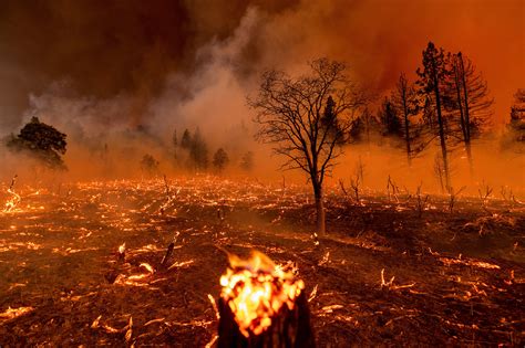 Are Wildfires Good For Forests - howtogetalaid