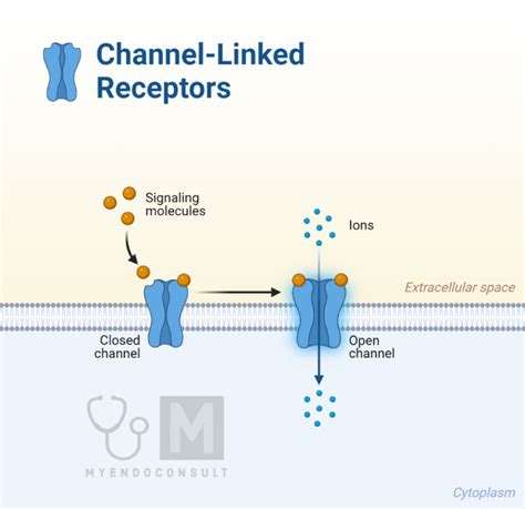 Types Of Hormone Receptors - My Endo Consult