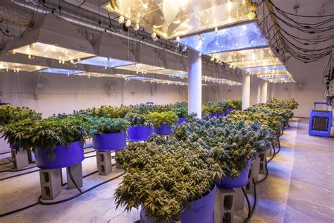 Cannabis Grow Room Design Considerations