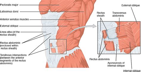 Contraction or Tensing of the Abdominal Muscles