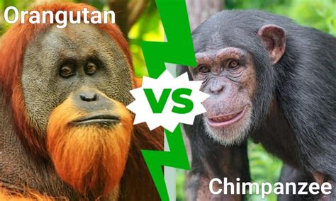 Orangutan vs Chimpanzee: What are the Differences? - IMP WORLD