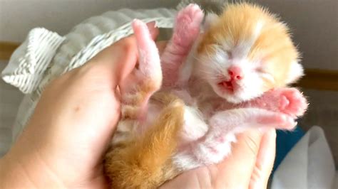 We check newborn kitten, but he hisses at us - YouTube