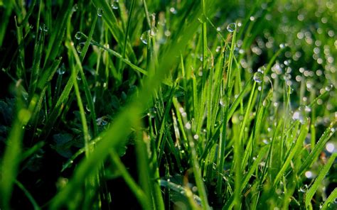 Green grass macro photography with dew drops HD wallpaper | Wallpaper Flare