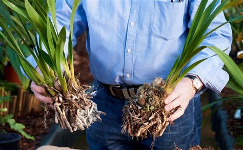 Repotting Cymbidium Orchids (Easy Technique) - The Garden Tips