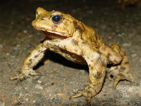 Common Toad, Bufo bufo, identification guide