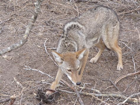 Make Instant Homemade Coyote Traps - Homemade Ftempo