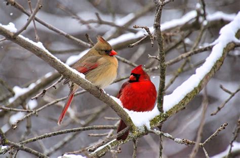 Discover the Official State Bird of North Carolina - A-Z Animals