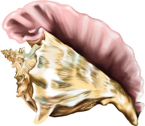 Shell clipart conch, Shell conch Transparent FREE for download on WebStockReview 2023