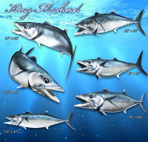 King Mackerel 1 | Aurora Graphics