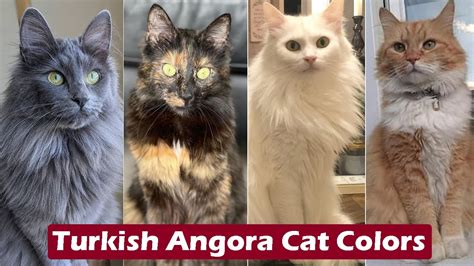 Top 10 Turkish Angora Cat Colors & Patterns / Turkish Angora Cat Colors - YouTube