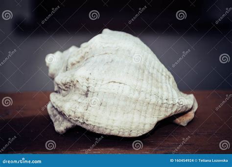 Sea empty shell, photo stock photo. Image of mollusk - 160454924