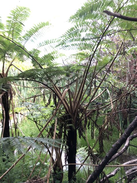 Cyathea cooperi (F.Muell.) Domin