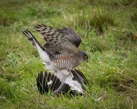 Eurasian Sparrowhawk - Owen Deutsch Photography