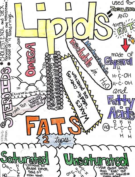 Macromolecules Sketchnotes for Biomolecules Concept Map Worksheet — excelguider.com