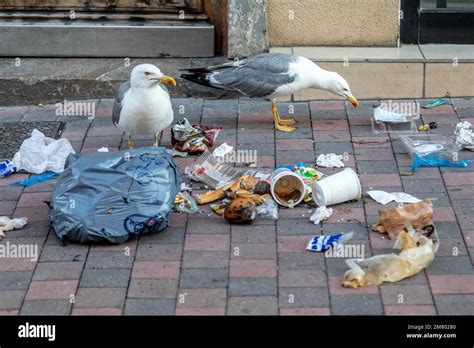 SEAGULLS EATING THE TRASH FROM A GARBAGE BAG IN THE STREET, SETE, HERAULT, OCCITANIE, FRANCE ...