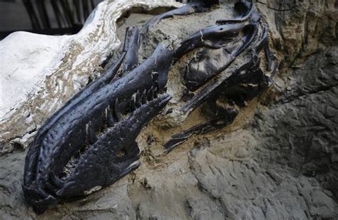 Fossils for sale - "Dueling Dinosaurs" head to auction - Pictures - CBS News