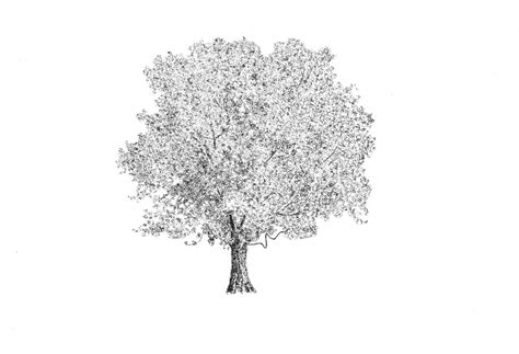 Sycamore Tree Sketch at PaintingValley.com | Explore collection of ...