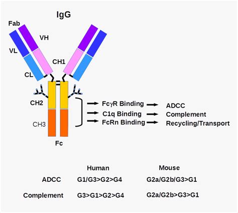 Igg Antibody Structure, HD Png Download - kindpng