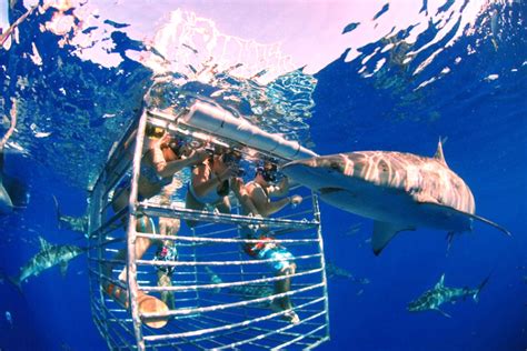 20 Places Where You Can Really Swim With Sharks | Add to Bucketlist , Vacation Deals - Part 6