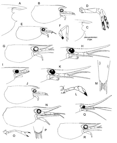 A – anterior part of carapace; B – carapace; A, C, D – Atyopsis... | Download Scientific Diagram