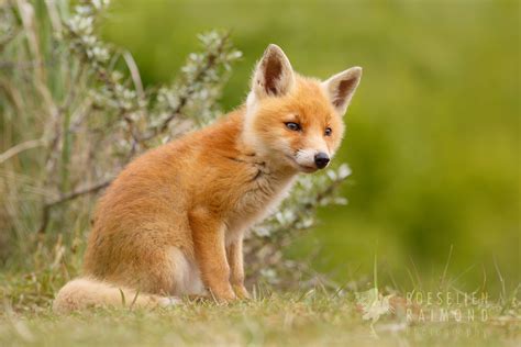 Cute Fox Cubs Images & Pictures - Becuo