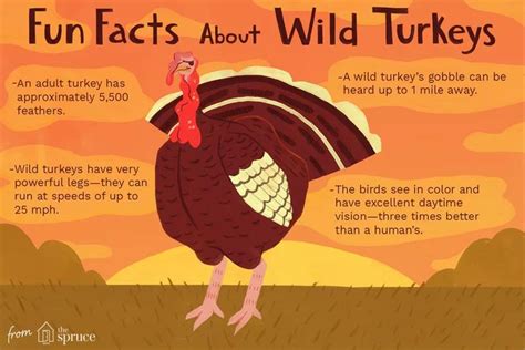 Fun Facts and Trivia About Wild Turkeys | Turkey facts, Wild turkey ...