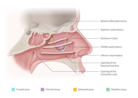 The Nasal Cavity Structure Vasculature Innervation TeachMeAnatomy | vlr ...