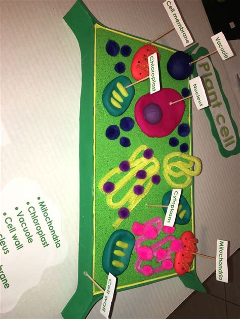 Pin on Organelle Project