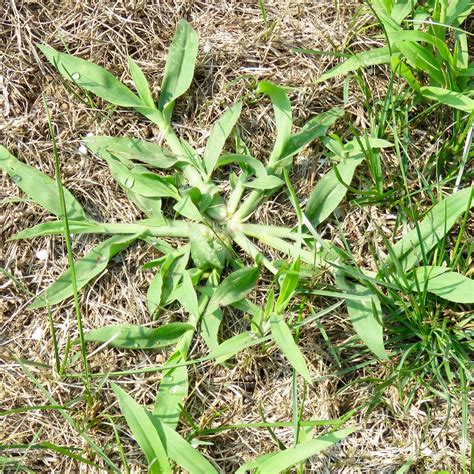 Crabgrass Control: 3 Ways to Keep this Weed at Bay - Natural Tree