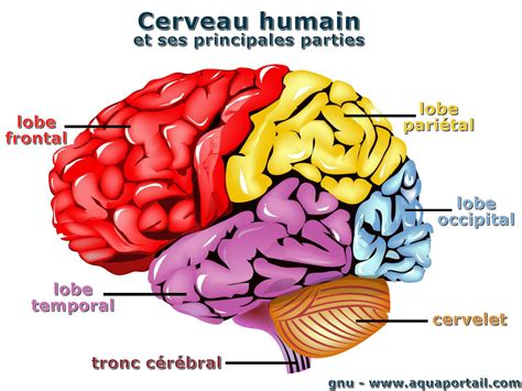 Cerveau : définition et explications