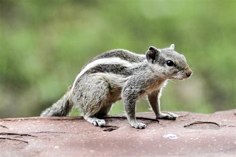 Indian Squirrel, Portrait in India. Stock Image - Image of tree, furry: 93106075