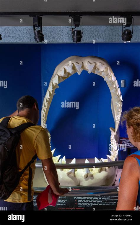 A couple in front of the Megalodon shark fossil in SeaWorld San Diego, California, United States ...