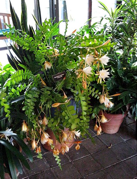 Plants & Flowers » Epiphyllum anguliger