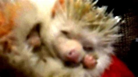 Hedgehog hibernating - YouTube