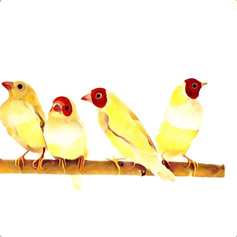 gouldian finch information: breeding, genetics, housing, and feed