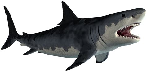 Megalodon PNG by JawsandGumballFan24 on DeviantArt