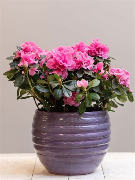 Azaleas As Houseplants - Can You Grow Azalea Indoors