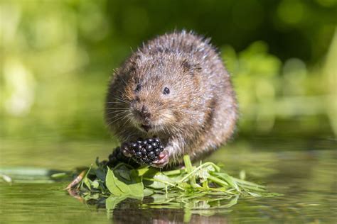 Image result for european water vole uk | Water vole, Animals, British wildlife