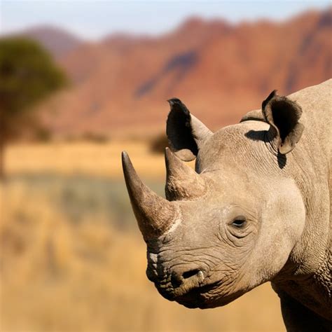 Endangered Animals in the Savanna | USA Today