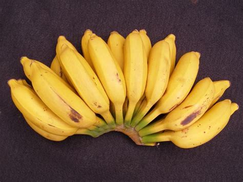 Latundan-Banana - Gamintraveler