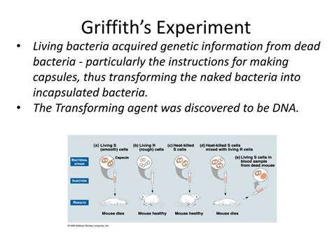 PPT - Griffith’s Experiment PowerPoint Presentation, free download - ID:2226821