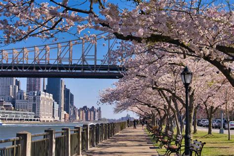 Roosevelt Island Cherry Blossoms (Complete Guide & Map)