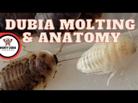 The Anatomy & Life Cycle Of Dubia Roaches|Molting & Instars|Positive Facts For Breeding Dubia# ...