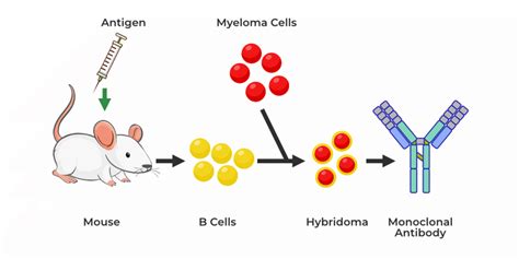 Monoclonal Antibody - Definition, Structure, Functions, Side Effects