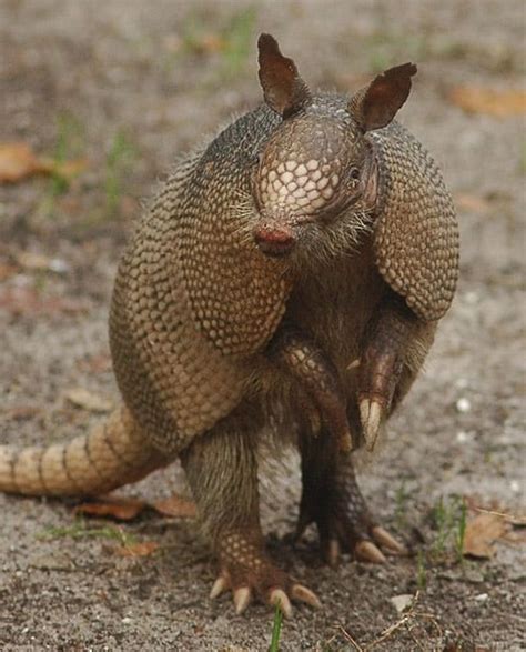 8 Facts You May Not Know About The Armadillo Shell – North American Nature