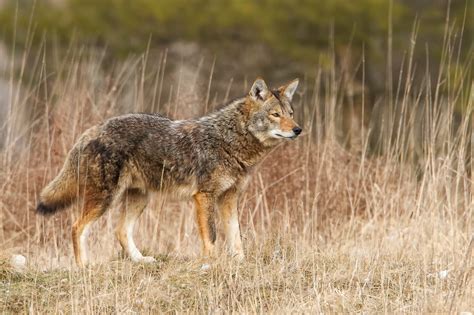 Coexisting with Coyotes - Cuyahoga Valley National Park (U.S. National ...